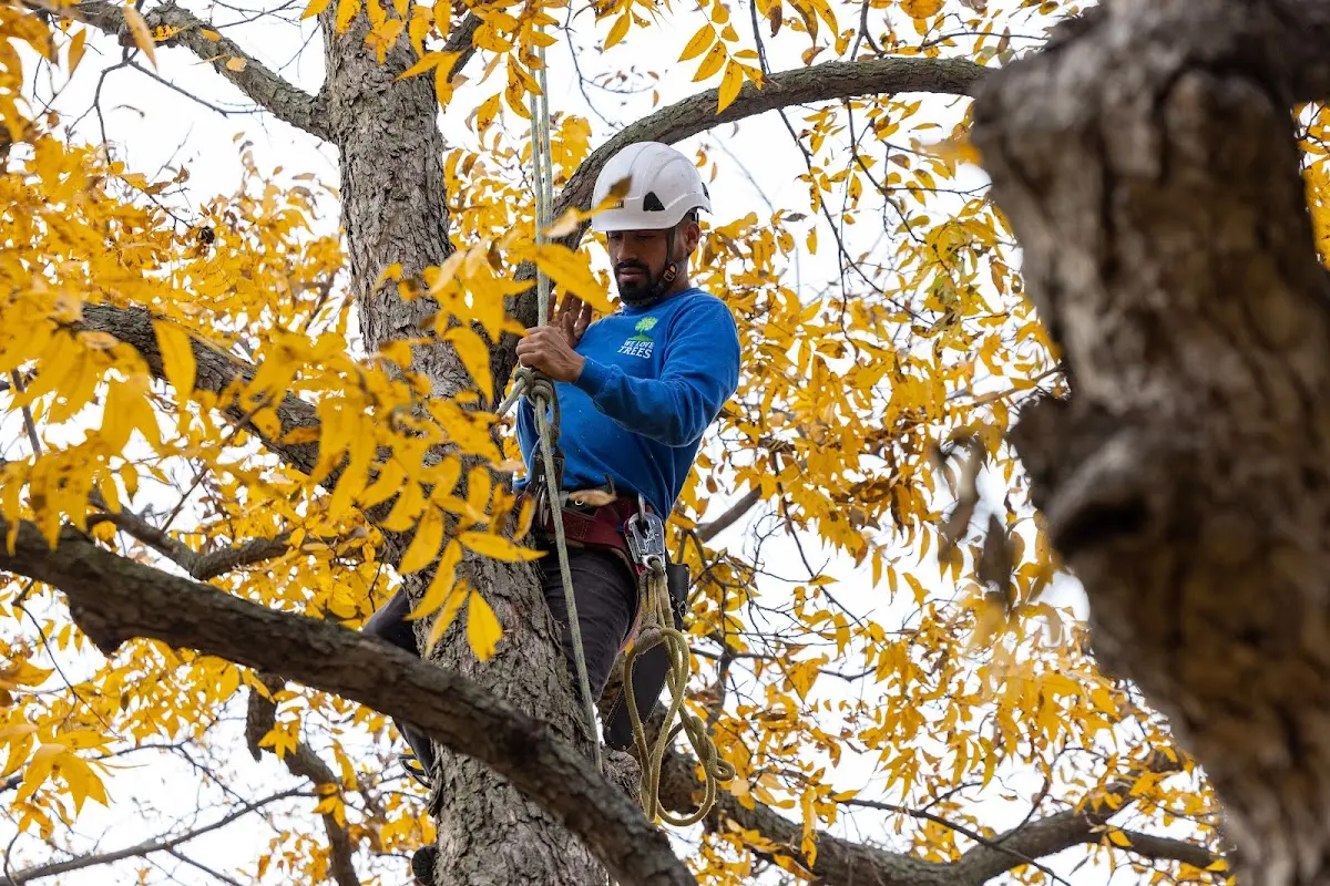 Skilled Tree Transplanting crew working in Lake Arthur