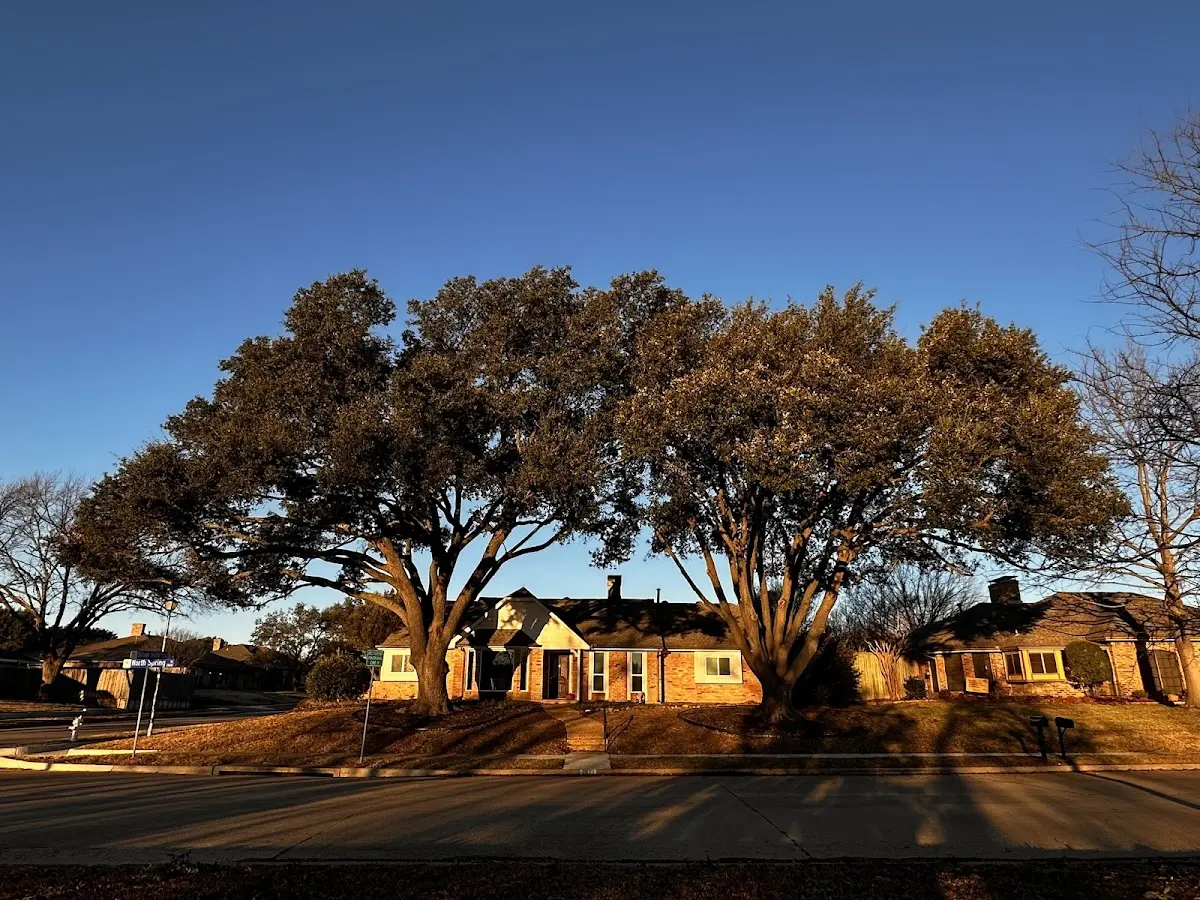 Established residential canopy tree shading a home in Lake Arthur